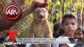 Aseguran en Guatemala que mataron animal diabólico | Al Rojo Vivo | Telemundo