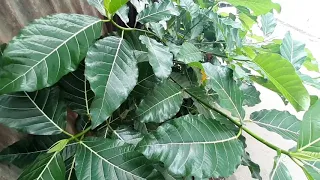 Manfaat tanaman awar-awar ( ficus septica )