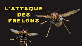 L' Attaque Des Frelons |Film Américain Complet En Français