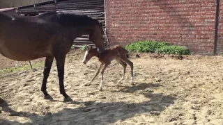 Newborn foal walks for the first time