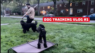 What My Un-Edited Dog Training Sessions Look Like