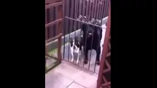Собака передразнивает хозяина