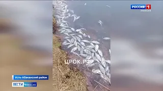 В озере Тёплое в Сорске погибла вся рыба