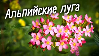 Что можно есть в лесу, а что – яд. Как приготовить адыгейский чай. Путешествие к альпийским лугам