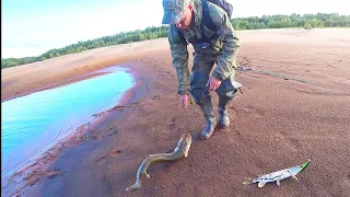 В ПЕСОЧНОЙ ЛУЖЕ КИПИТ РЫБА! ЗДЕСЬ ЩУКИ И ОКУНИ ЕДЯТ ДРУГ ДРУГА! КЛЮЁТ НА КАЖДЫЙ ЗАБРОС! ЭТО СЧАСТЬЕ