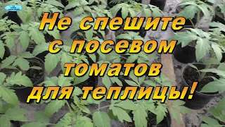 Не сейте томаты для теплицы, пока не посмотрите это видео!