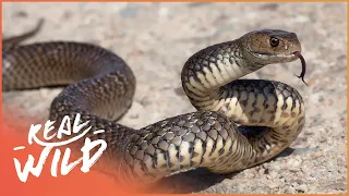 The Power Of Venom: Australia's Deadliest Animals | Deadly Australia | Real Wild