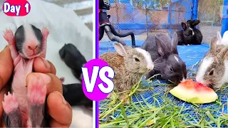 Newborn Rabbit Growth - Baby Rabbits Grow Up #animals