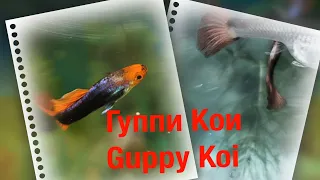 Гуппи Кои (Guppy Koi)