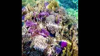 Abu Dabab Corals Reef , Marsa Alam, Red Sea , Egypt