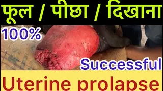 Uterine prolapse in buffalo & cow l vaginal prolapse l पीछा दिखाना I फूल दिखाना I dr umar khan