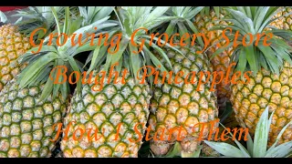Growing Grocery Store Bought Pineapples Starting