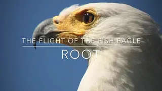 The song "Flight of the Fish Eagle" from the music "Under the Marula Tree" by ROOT.