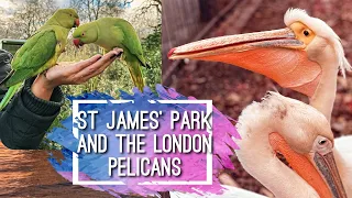 A day in St James’ Park with the Pelicans and Green Parakeets