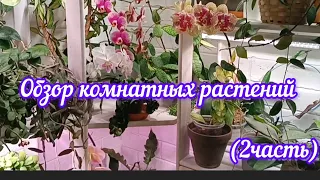 обзор комнатных растений (2часть)