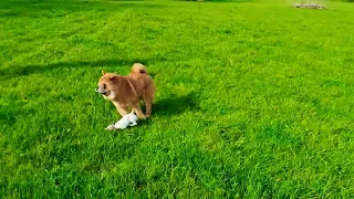 Chow Chow vs Chihuahua