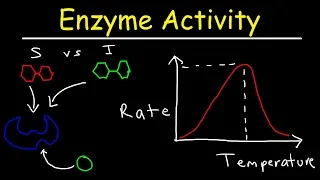 Factors Affecting Enzyme Activity - pH, Temperature, Competitive and Noncompetitive Inhibition