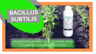 💪 BACILLUS SUBTILIS el 🕵️ temido de los PATOGENOS