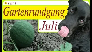 Gartenrundgang Juli 2019 Teil 1 | Exoten wachsen gut