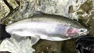 Salmon River NY Steelhead Fishing Jan 2023