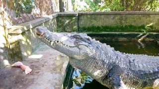 Fishing and Feeding Crocodile (Câu cá sấu, cho cá sấu ăn)