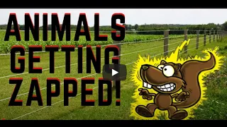 2021 👉👉Animals getting shocked by electric fence compilation with funny and cute sound effects