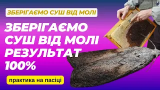 Воскова міль! Що робити? Даю вам рецепт, як на 100% зберегти стільники від воскової молі!