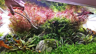 Aquascaper 1200 - How to Trim Stem Plants - Tutorial ✂️🤓