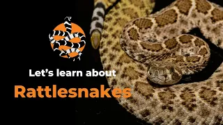 Let's learn about Rattlesnakes