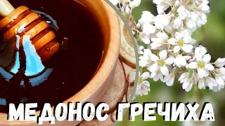 Медонос ГРЕЧИХА. Виды. Описание. Медопродуктивность