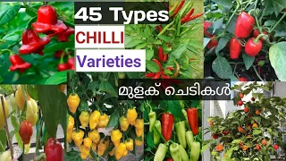 45 Varieties of Pepper | Green Chilli|| with Name||Identification ||മുളക്സുന്ദരികൾ