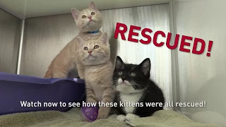 Kittens Rescued from a Drain Pipe