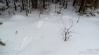 Проверка капканов на лису. Часть 1.