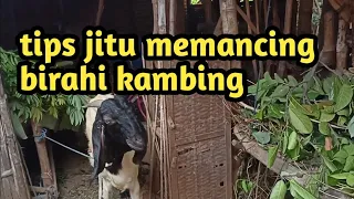 cara cepat memancing birahi kambing: outo langsung minta dicoblos