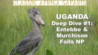 Webinar: Uganda Deep Dive #1: Entebbe & Murchison Falls National Park