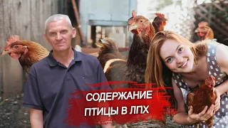 Содержание птицы в ЛПХ