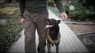 K-9 officers across the country outraged by alleged beating of Utah police dog