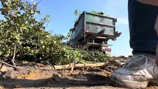 Dumping Tree Trunks / branches trash