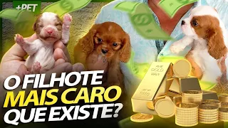 POR QUE OS FILHOTES DE CAVALIER KING SÃO OS MAIS CAROS? | RICHARD RASMUSSEN