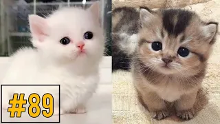 Funny and cute cat videos Compilation #89