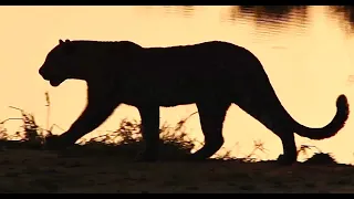 Safari Song | A Relaxing ASMR Meditation for Stress & Anxiety Relief