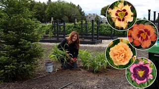 Planting 4 Varieties of Daylilies- Tough, Low Maintenance Perennials! 🌺🌿🙌 // Garden Answer