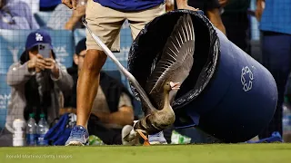 'Rally Goose' steals the show in Dodgers-Padres NLDS showdown