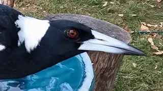 Australian magpie judges you and finds you wanting