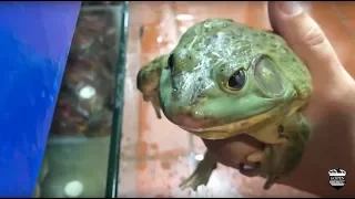 Live Frog Soup traditionally prepared and eaten in Beijing China