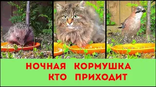 Ночная кормушка, Кто к нам приходит.