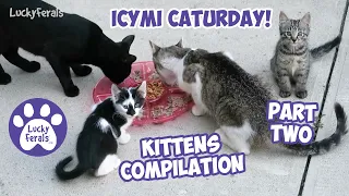 ICYMI Caturday! * Mother Cat And KITTENS! Part 2 * Cat Videos Compilation