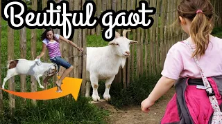 Most Funny and Cute Baby Goat Videos Compilation//GOAT Is Beyond Funny And Cute - Funny Goat Videos
