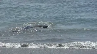 Elephant Seals along Highway 1 - Part 2 - Amerika