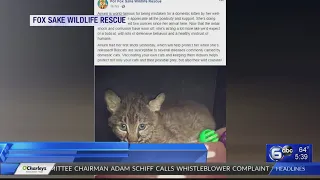 Chattanooga woman rescues bobcat she thought was a kitten